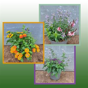 Bild von EJ Mix combi P19 Divers